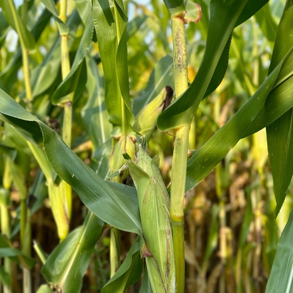 Meet your Posher, Jane - Picture 6 of 6